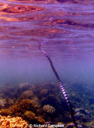 seasnake--sealife dc1000... by Richard Campbell 
